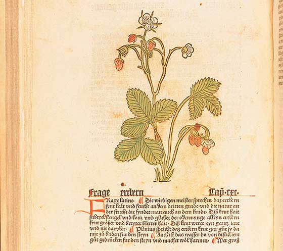 Latin Herbarius