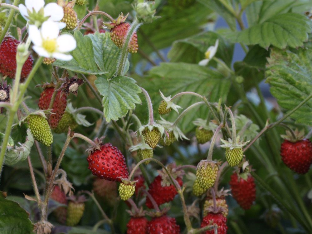 Fresas campo aranjuez